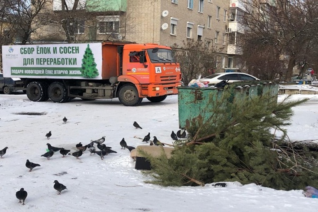 В Новочеркасске пройдёт акция по сбору новогодних ёлок