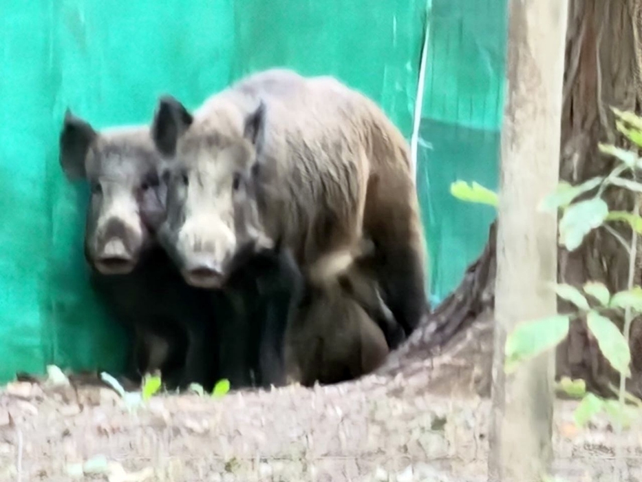 Двоих поймали, обещают отпустить